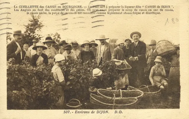Ancienne carte postale : récolte de Cassis Joseph Vedrenne dans les années 1920