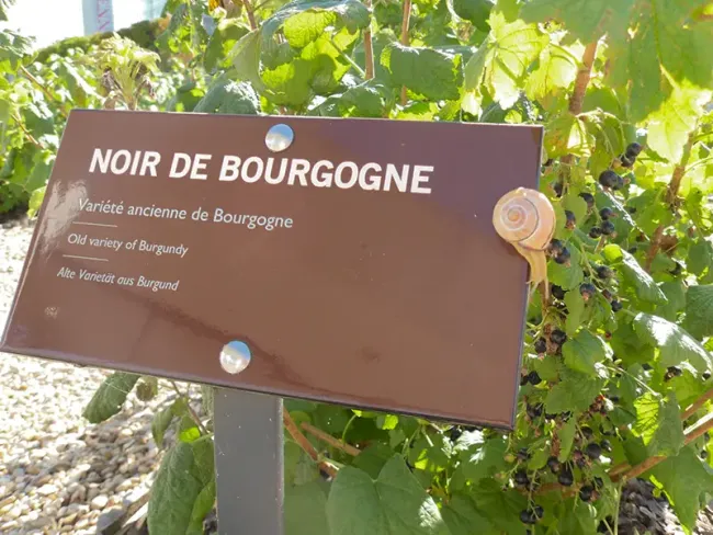 Cassis et escargot © Le Cassissium