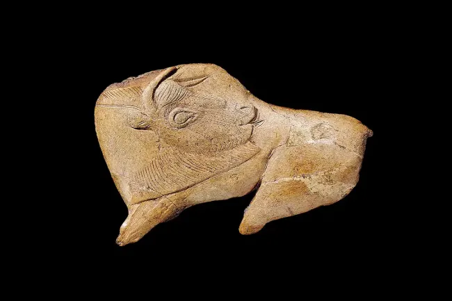 Le bison se léchant de la Madeleine au musée national de Préhistoire © Maxime Villaeyx / MNP