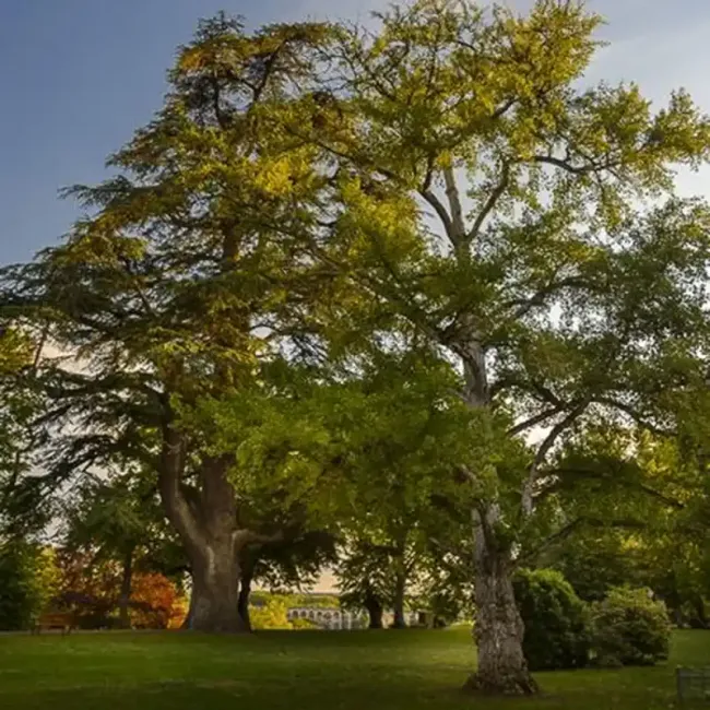 Arbres centenaires du parc du domaine de Candé © Leonard De Serres