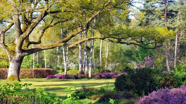 Visitez l'Arboretum des Grandes Bruyères, dans le Loiret, avec le Pass Patrimoine. ©Jean-François Grossin