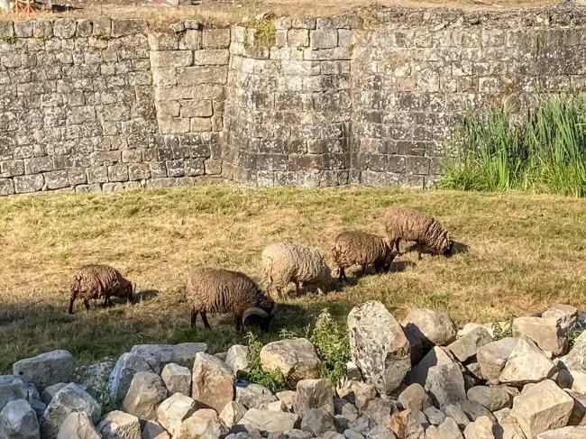 Moutons près du château de Montagu © P. Bourgueil - AHM