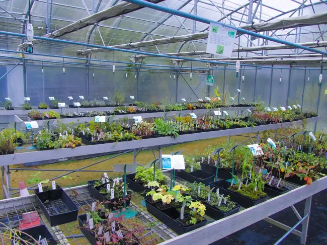 Espace de vente de plants bio au CNPMAI © Ludivine Courson