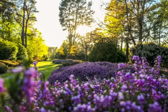 Arboretum des Grandes Bruyeres © Sylvain Gibeyd