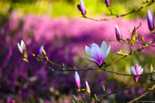 Arboretum des Grandes Bruyeres © Sylvain Gibeyd